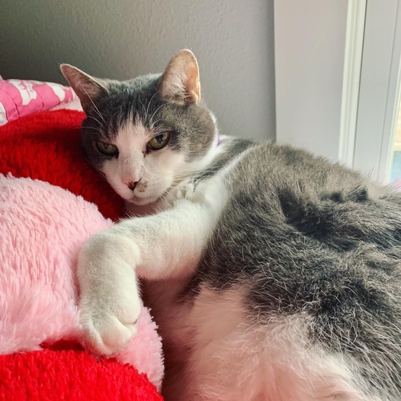 Meet your Posher, Kate (and polo) - Picture 2 of 2